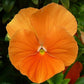orange sun pansy 