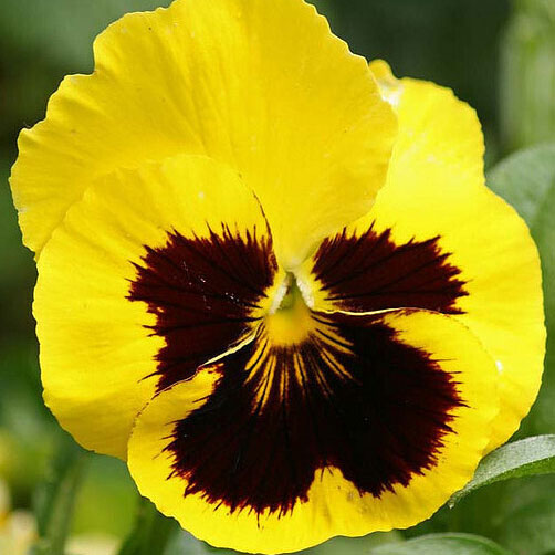 rhinegold pansy 