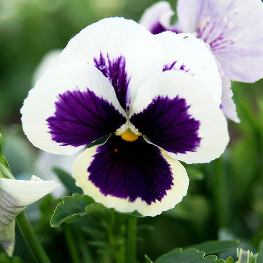 silverbride pansy 