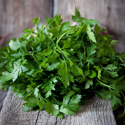 Organic Italian Parsley 