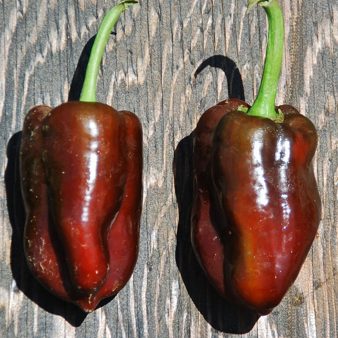 chocolate bell pepper 