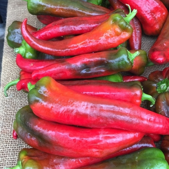 corno di toro rosso pepper 