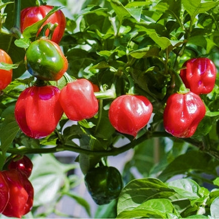 habanero red pepper 