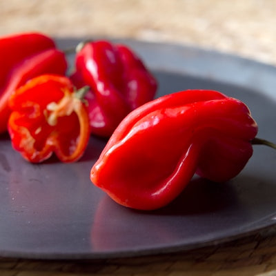 habanero red pepper 