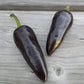 jalapeno purple pepper 