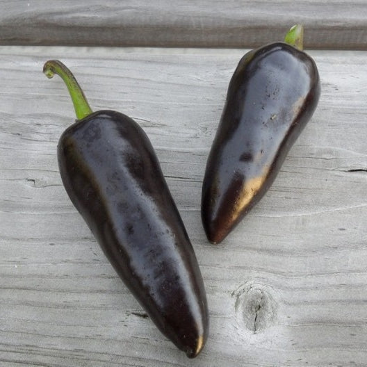 jalapeno purple pepper 