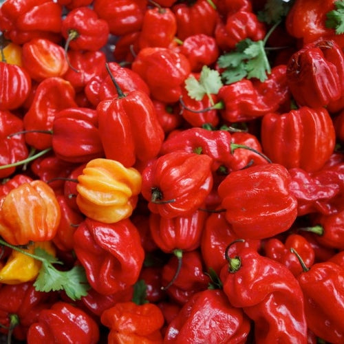 Bulk Hot Pepper Seeds Jamaica Hot Red Bulk Seed Store