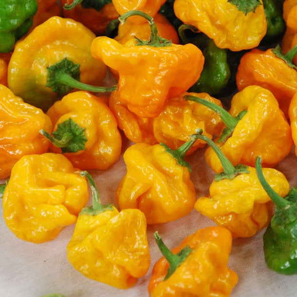 jamaican hot yellow pepper 