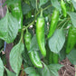 organic hot pepper anaheim chili 