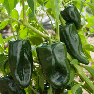 organic ancho poblano pepper 