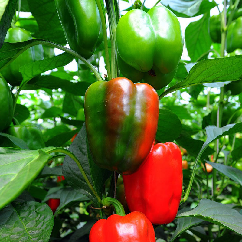 organic california wonder pepper 