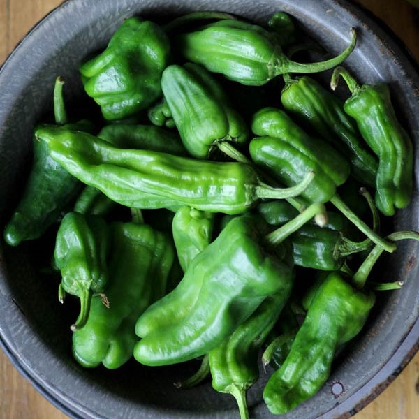 padron pepper 