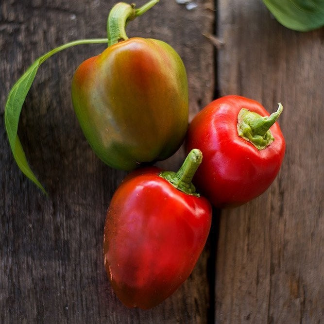pimento pepper 
