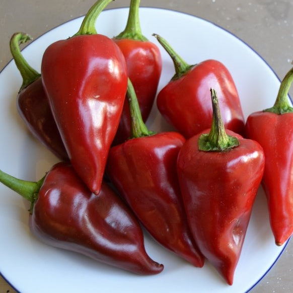 piquillo pepper 