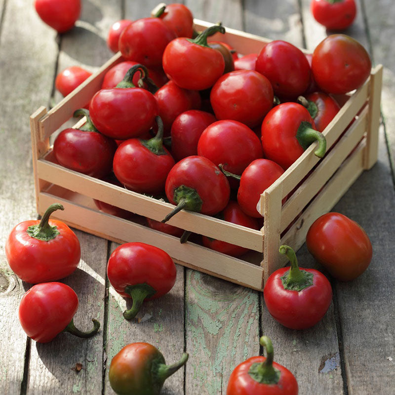 hot red cherry pepper 