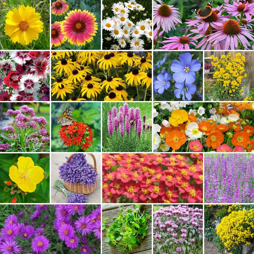 perennial pollinator mix