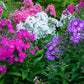 mixed annual phlox 