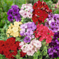 mixed annual phlox 