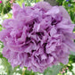 poppy somniferum double purple