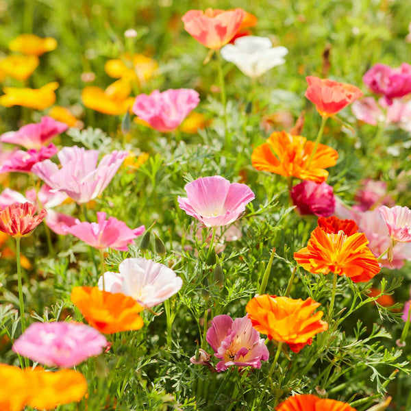 Bulk California Poppy Seeds - Mission Bells Mix | Bulk Seed Store