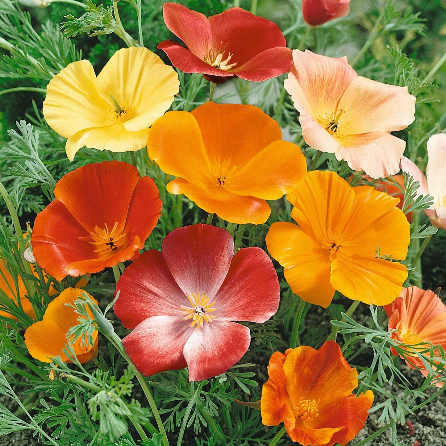 Mixed Colors California Poppy