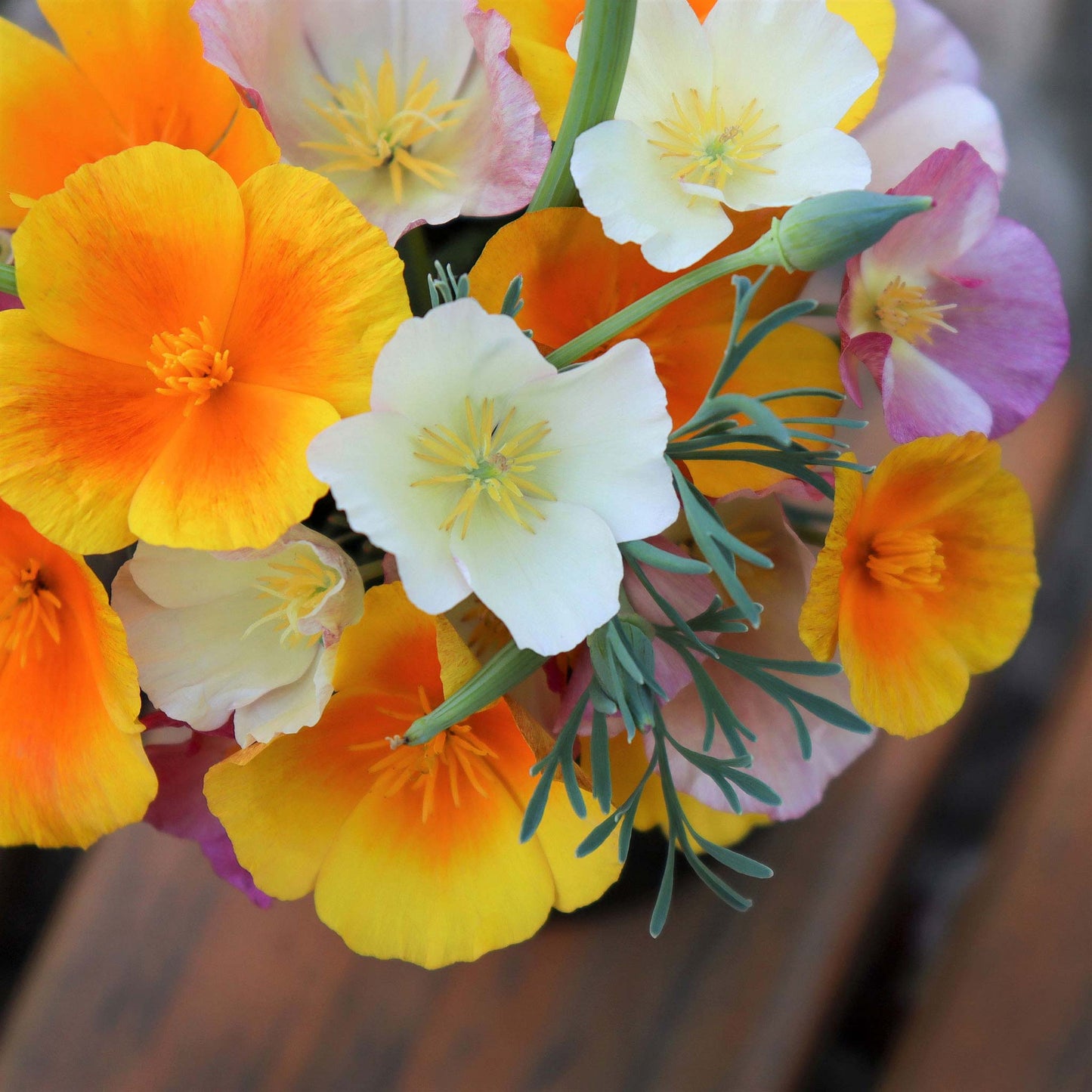 Mixed Colors California Poppy