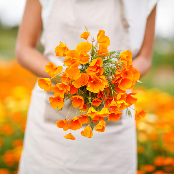 orange poppy seeds for planting Bulk California Poppy Seeds - Orange
