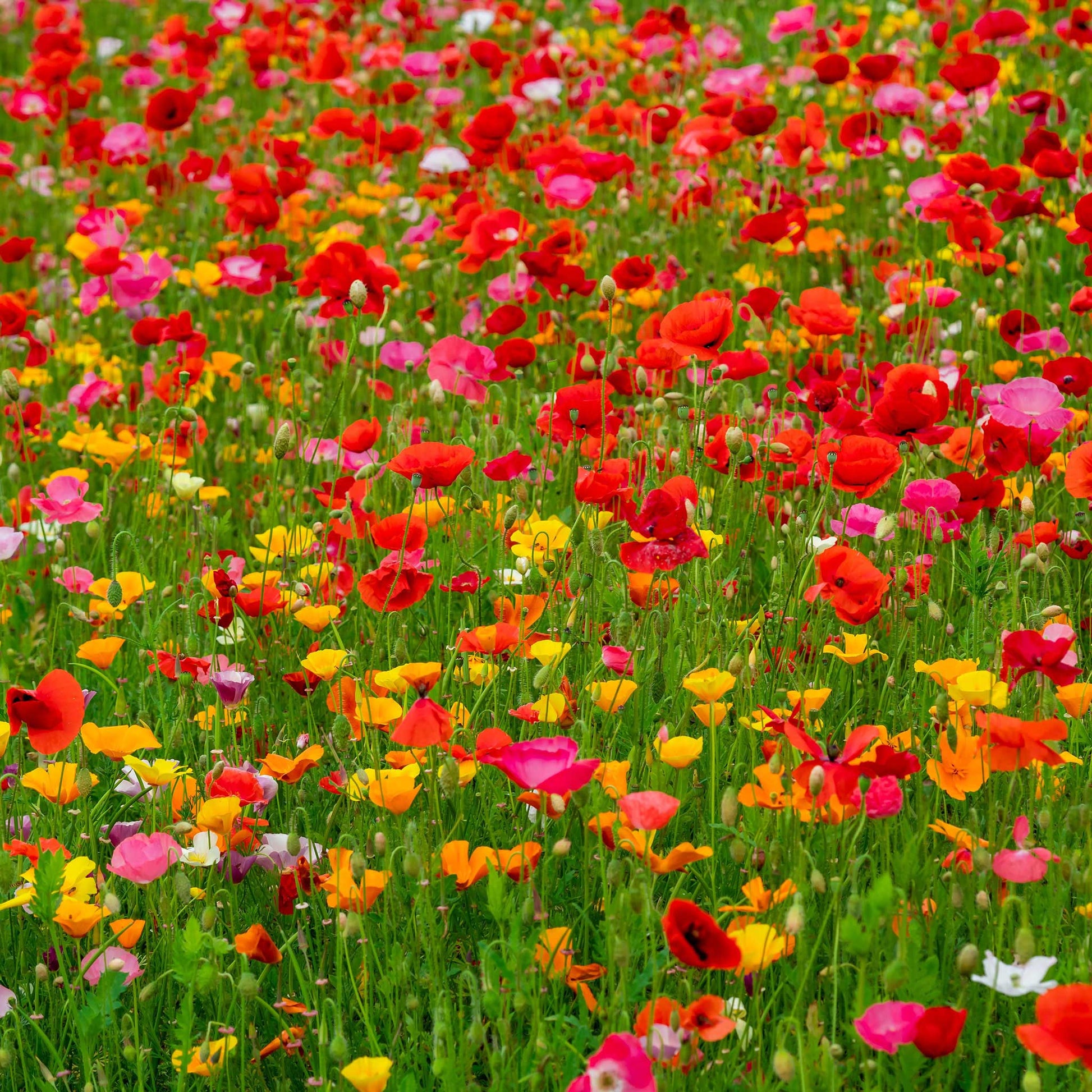 opium flower seeds Bulk Poppy Power - Poppy Flower Seed Mix