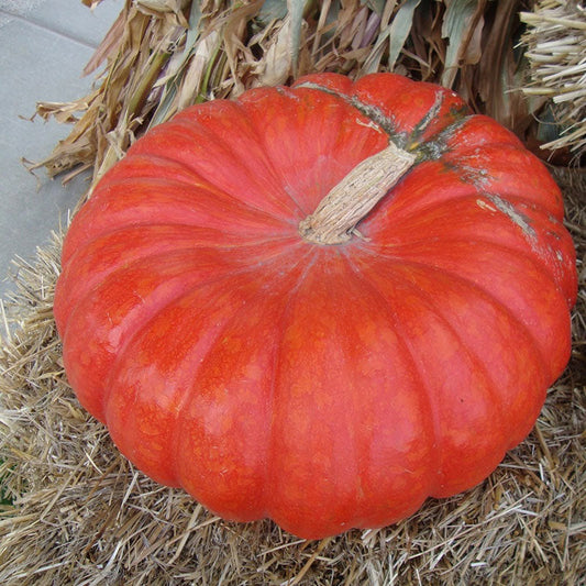 pumpkin cinderella