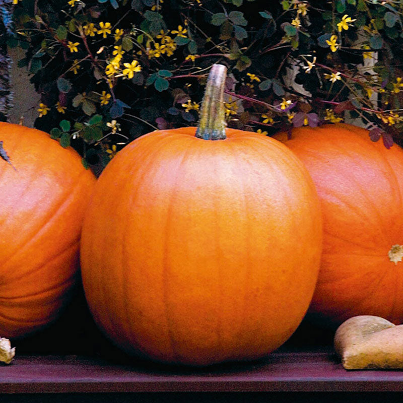 pumpkin jack olantern