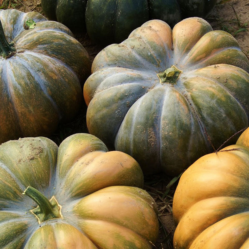 musquee de provence pumpkin 