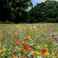 rugged beauty flower seed mix