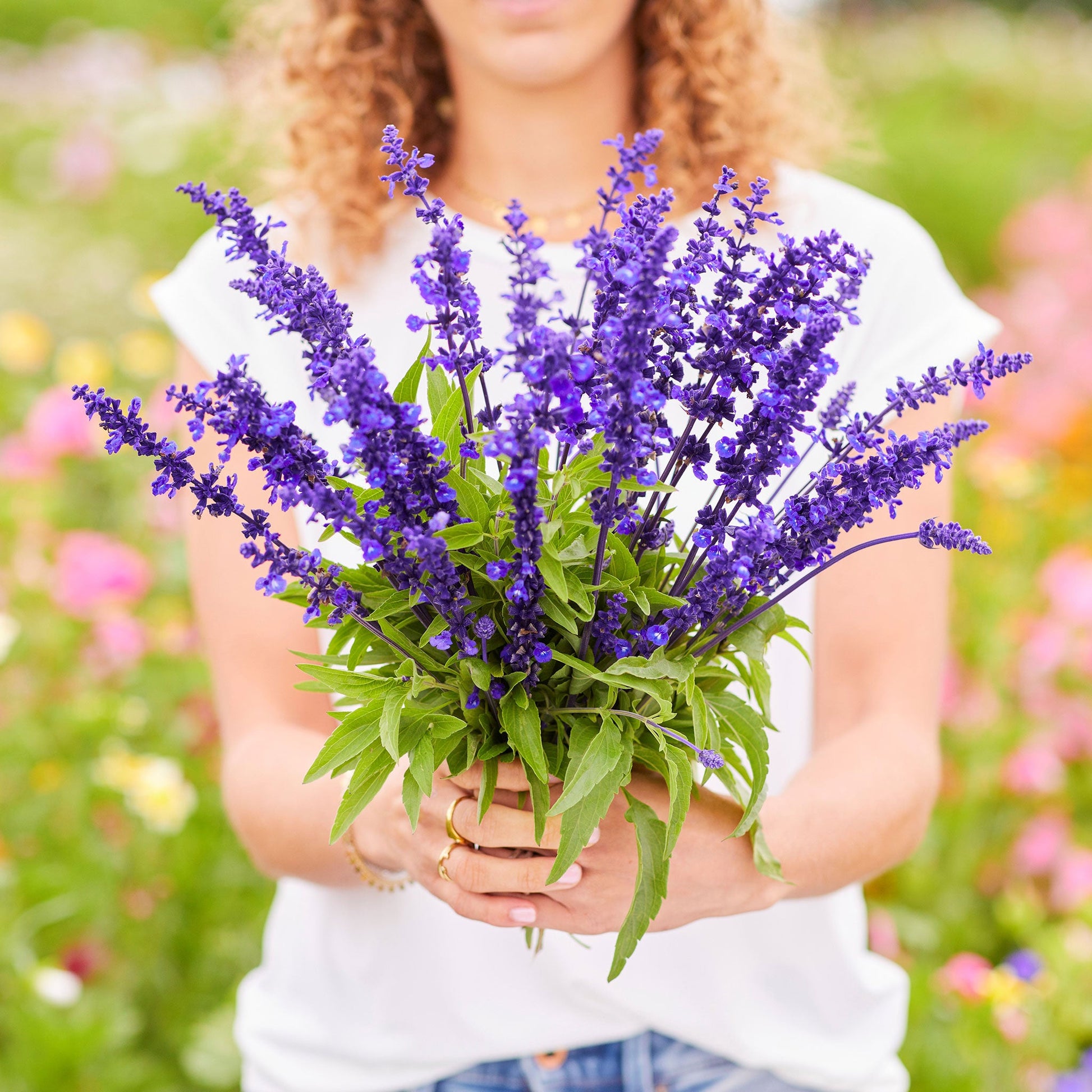 sage plant seeds Bulk Blue Sage Seeds