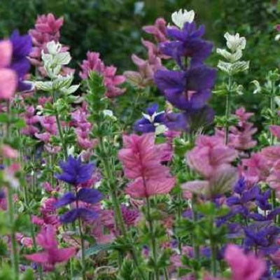 clary sage tricolor mix