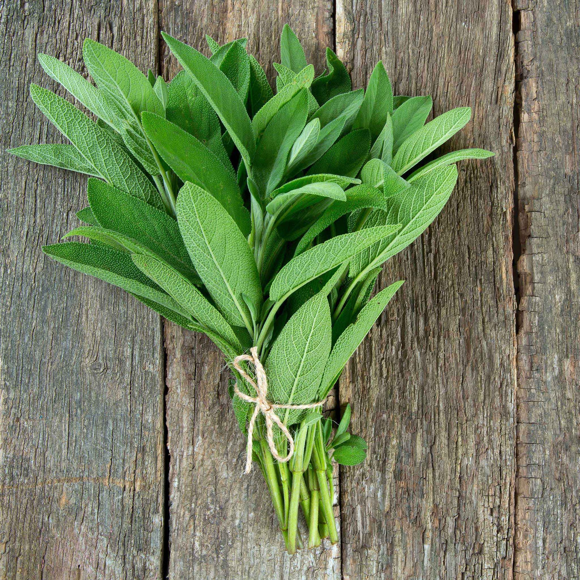 sage plant from seed Bulk Sage Seeds