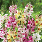 brighton rock snapdragon 
