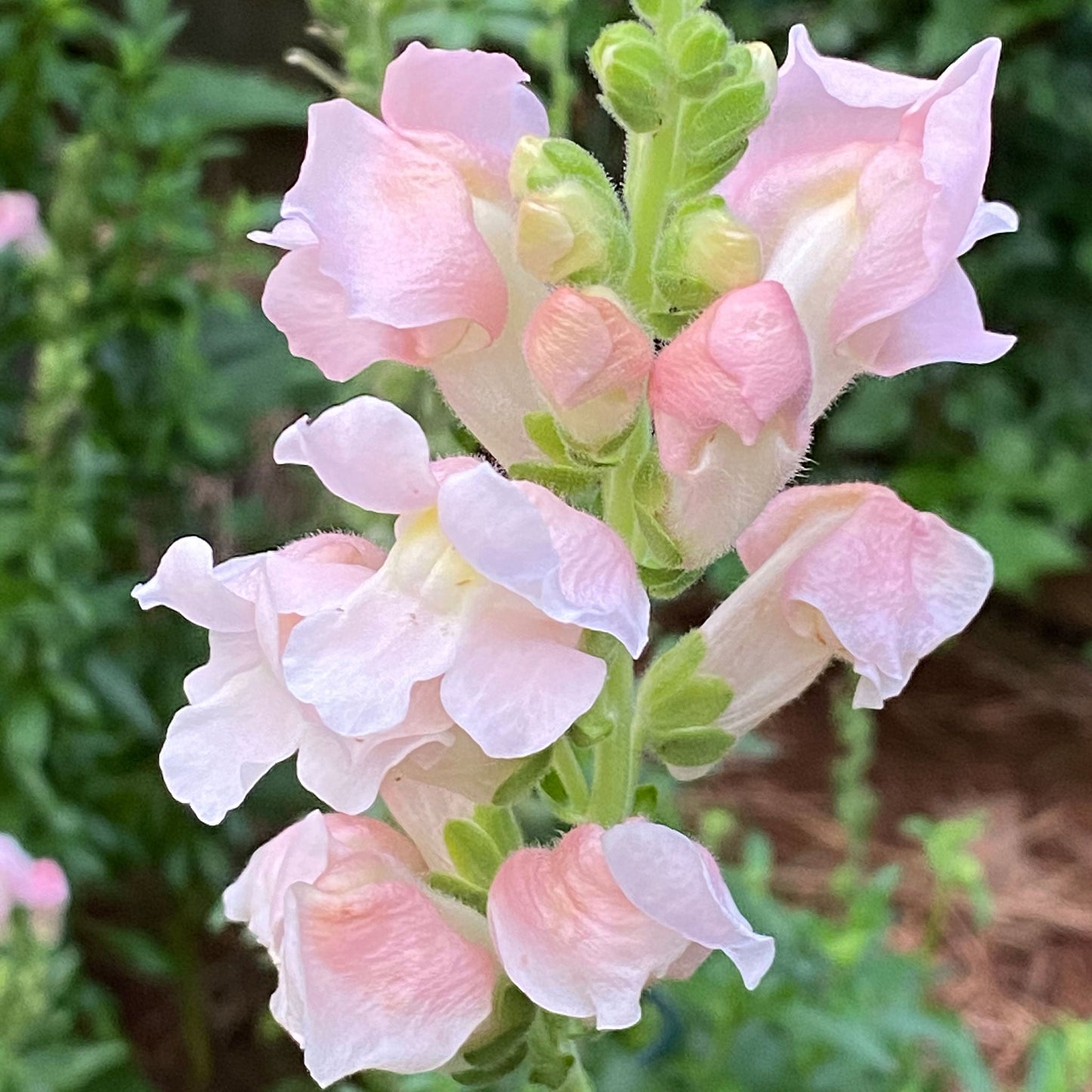 A vibrant rose snapdragon with multiple blooms on a single stem.
