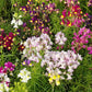 toadflax 