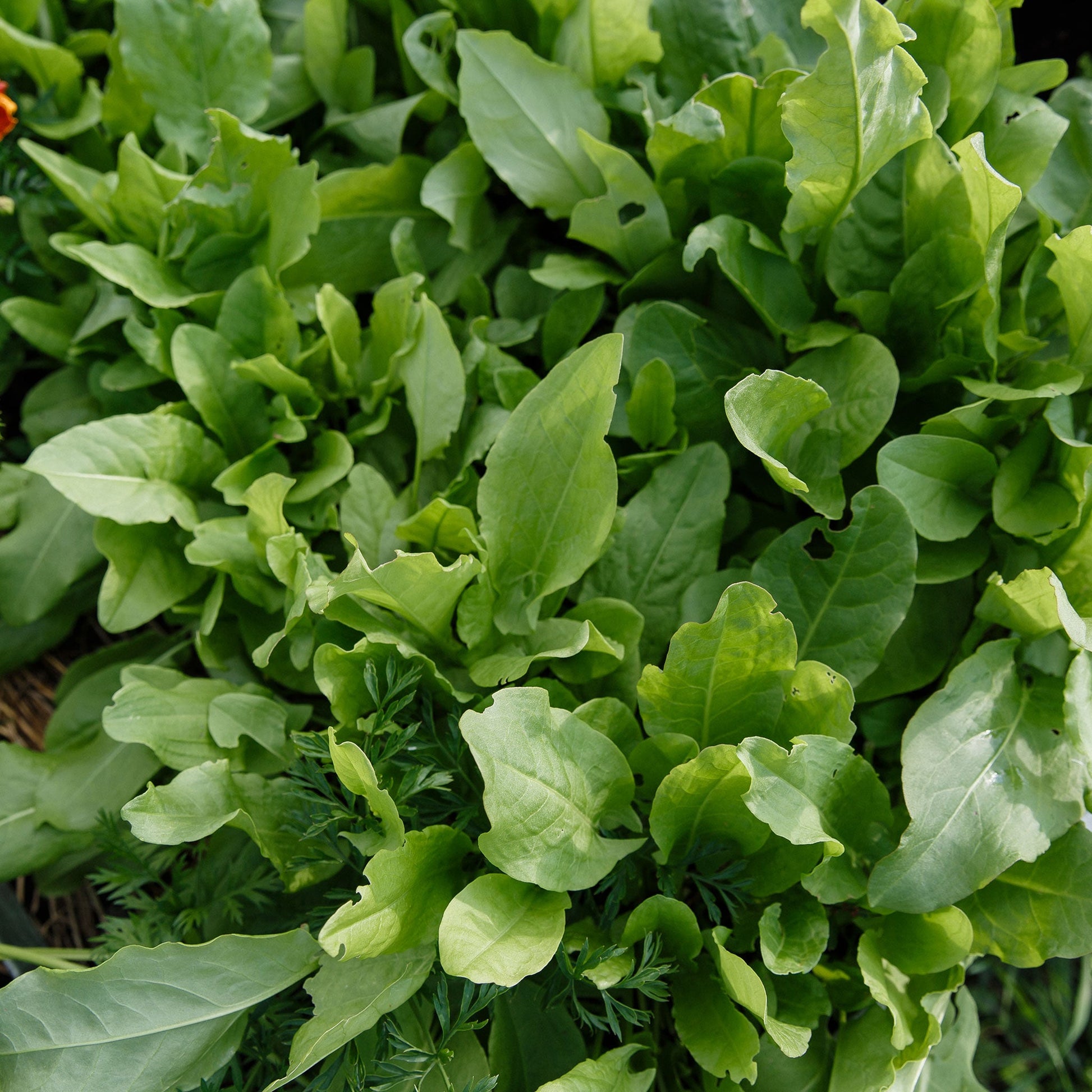 large leaf sorrel herb seeds for planting Bulk Sorrel Seeds