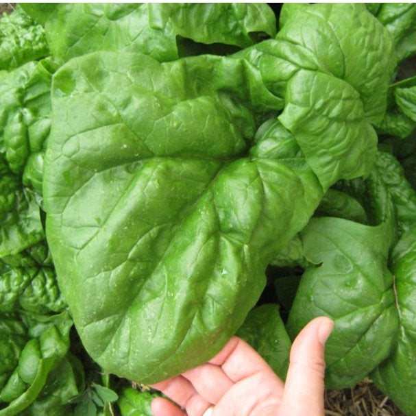 spinach noble giant