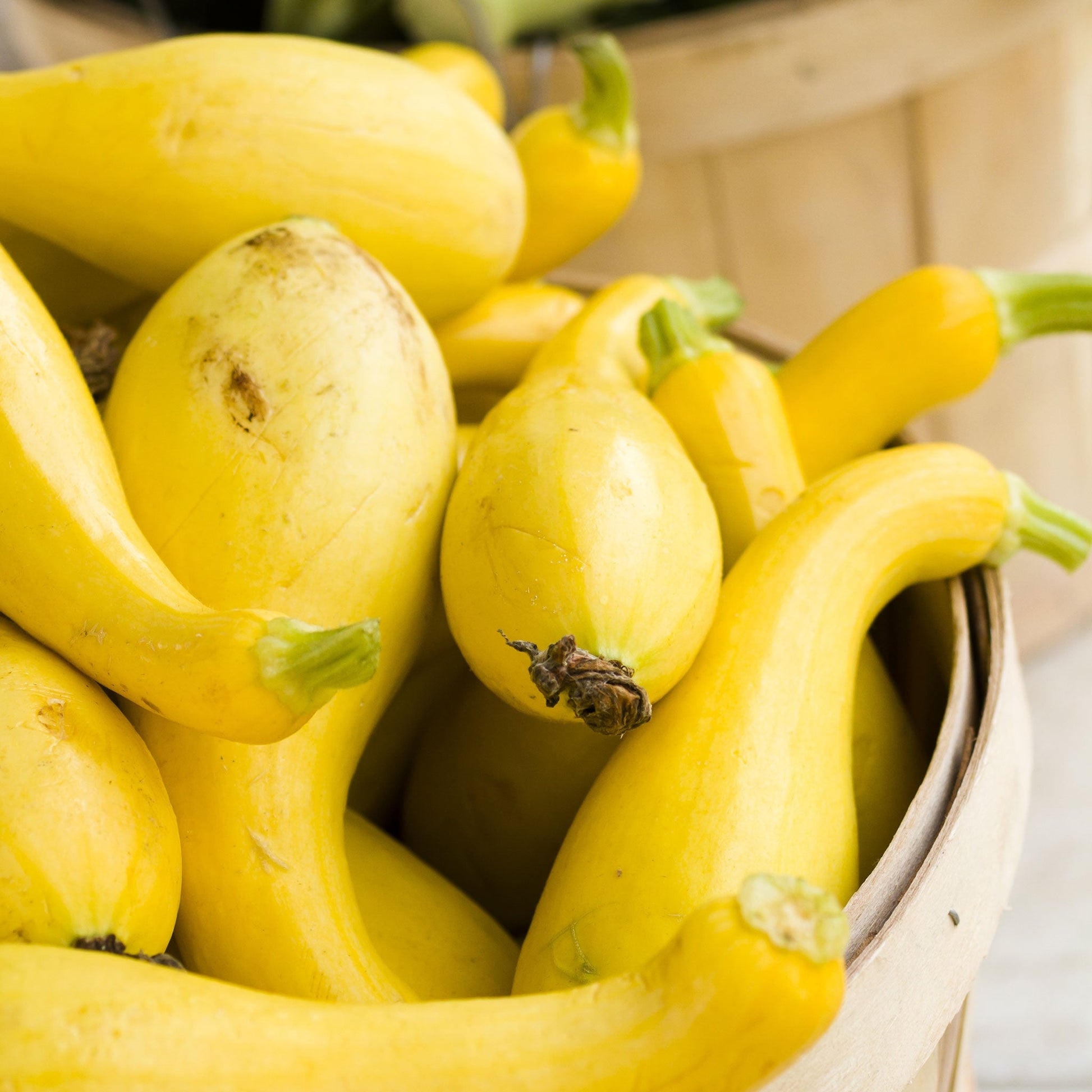 early summer crookneck squash