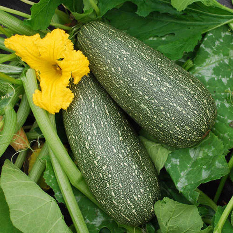 squash grey zucchini