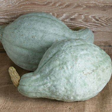 squash hubbard blue