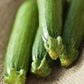 organic fordhook zucchini