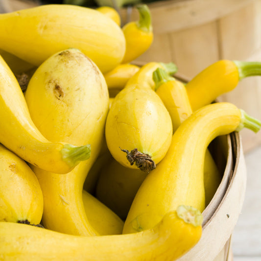 organic golden summer crookneck squash