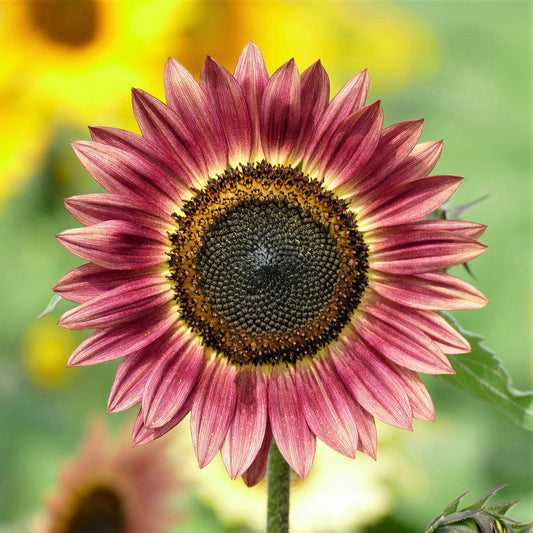 sunflower autumn beauty 