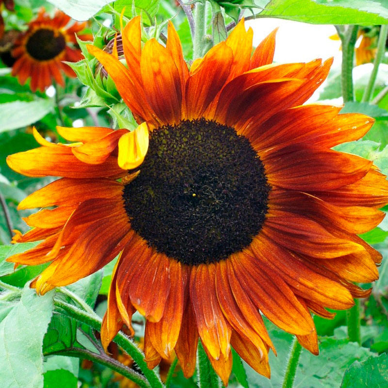 sunflower crimson queen