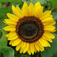 domino sunflower