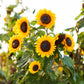 domino sunflower