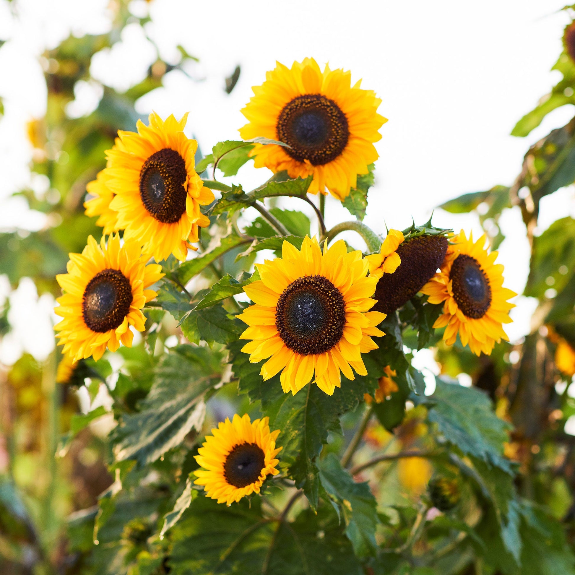 domino sunflower